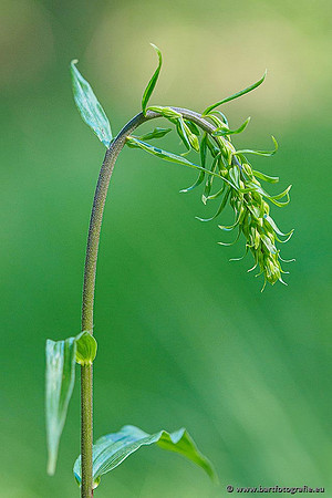 Brede wespenorchis, Epipactis helleborine, Nederland, Bart Fotografie-003