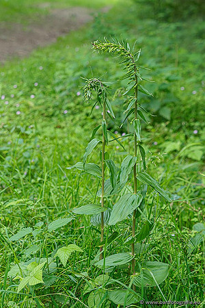 Brede wespenorchis, Epipactis helleborine, Nederland, Bart Fotografie-004