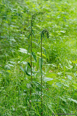 Brede wespenorchis, Epipactis helleborine, Nederland, Bart Fotografie-005