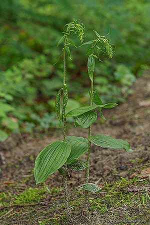 Brede wespenorchis, Epipactis helleborine, Nederland, Bart Fotografie-006