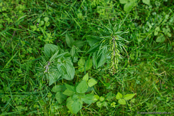 Brede wespenorchis, Epipactis helleborine, Nederland, Bart Fotografie-007