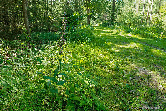 Brede wespenorchis, Epipactis helleborine, Nederland, Bart Fotografie-008