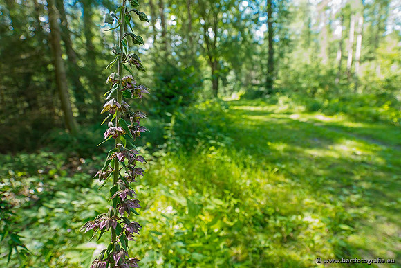 Brede wespenorchis, Epipactis helleborine, Nederland, Bart Fotografie-009