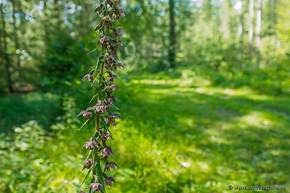 Brede wespenorchis, Epipactis helleborine, Nederland, Bart Fotografie-010