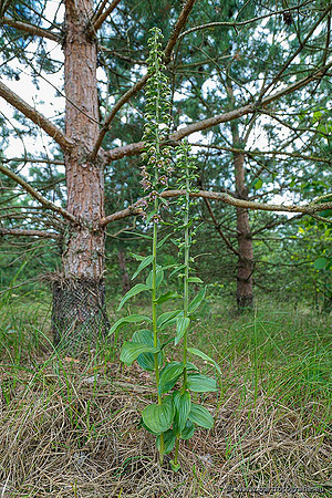 Brede wespenorchis, Epipactis helleborine, Nederland, Bart Fotografie-011
