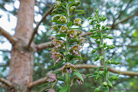 Brede wespenorchis, Epipactis helleborine, Nederland, Bart Fotografie-012