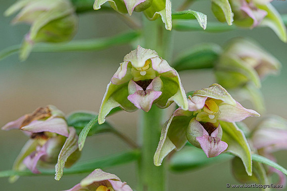 Brede wespenorchis, Epipactis helleborine, Nederland, Bart Fotografie-013