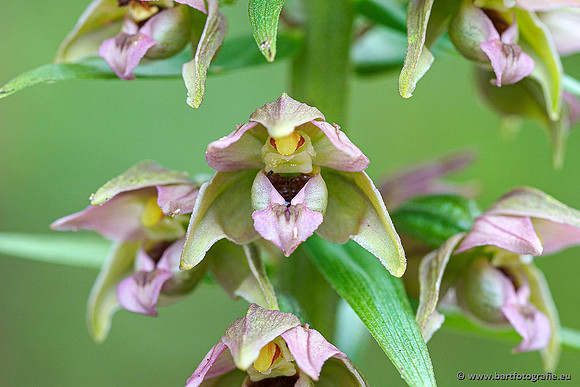 Brede wespenorchis, Epipactis helleborine, Nederland, Bart Fotografie-014