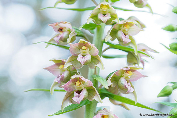 Brede wespenorchis, Epipactis helleborine, Nederland, Bart Fotografie-015