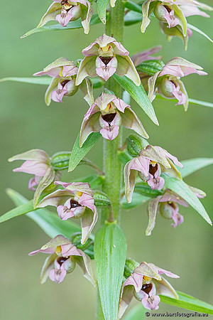 Brede wespenorchis, Epipactis helleborine, Nederland, Bart Fotografie-017