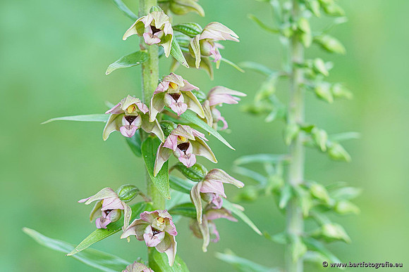 Brede wespenorchis, Epipactis helleborine, Nederland, Bart Fotografie-019
