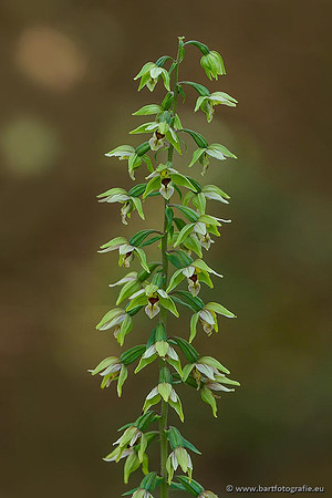 Brede wespenorchis, Epipactis helleborine, Nederland, Bart Fotografie-020