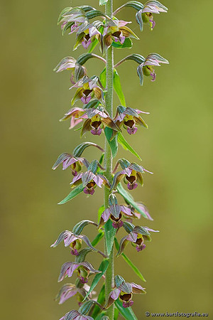 Brede wespenorchis, Epipactis helleborine, Nederland, Bart Fotografie-021