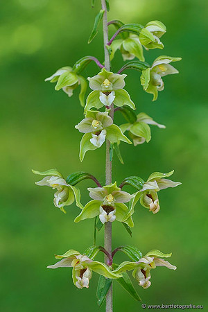 Brede wespenorchis, Epipactis helleborine, Nederland, Bart Fotografie-022