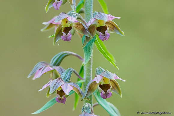 Brede wespenorchis, Epipactis helleborine, Nederland, Bart Fotografie-024