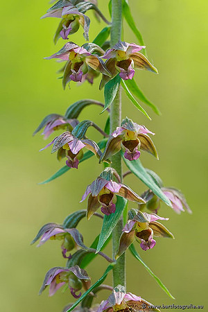 Brede wespenorchis, Epipactis helleborine, Nederland, Bart Fotografie-025