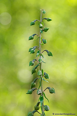 Brede wespenorchis, Epipactis helleborine, Nederland, Bart Fotografie-026
