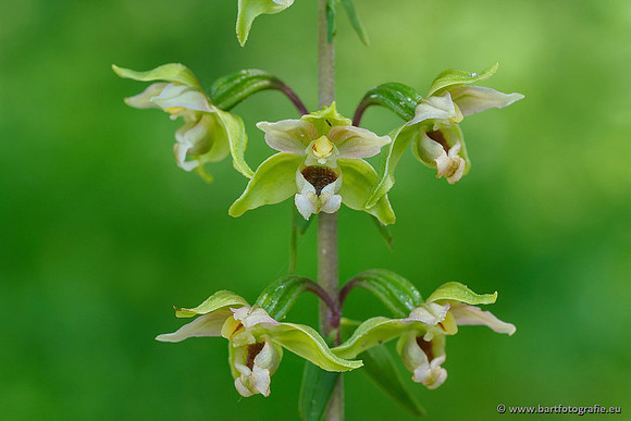 Brede wespenorchis, Epipactis helleborine, Nederland, Bart Fotografie-028