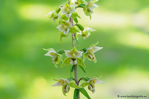 Brede wespenorchis, Epipactis helleborine, Nederland, Bart Fotografie-027