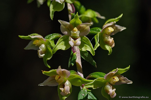 Brede wespenorchis, Epipactis helleborine, Nederland, Bart Fotografie-029