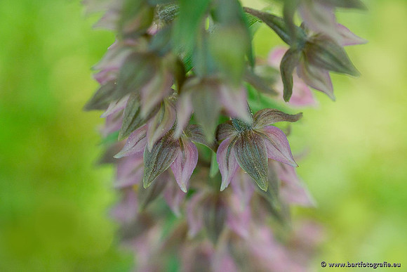 Brede wespenorchis, Epipactis helleborine, Nederland, Bart Fotografie-030