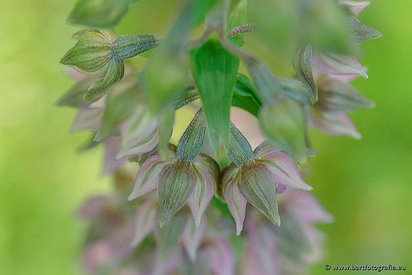 Brede wespenorchis, Epipactis helleborine, Nederland, Bart Fotografie-031