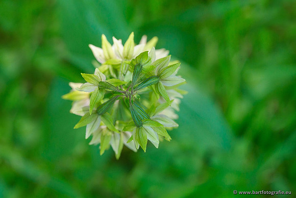 Brede wespenorchis, Epipactis helleborine, Nederland, Bart Fotografie-032