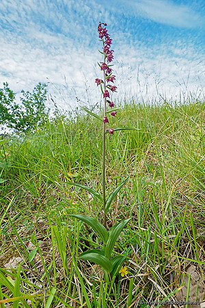 Bruinrode wespenorchis, Epipactis atrorubens, België, Bart Fotografie-001
