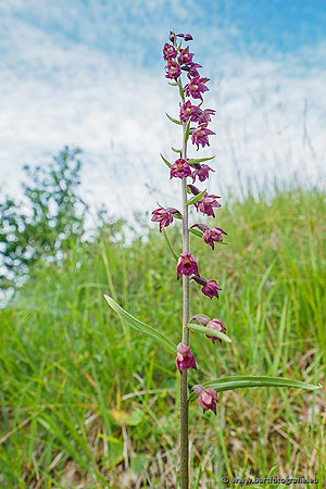 Bruinrode wespenorchis, Epipactis atrorubens, België, Bart Fotografie-002