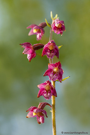 Bruinrode wespenorchis, Epipactis atrorubens, België, Bart Fotografie-004