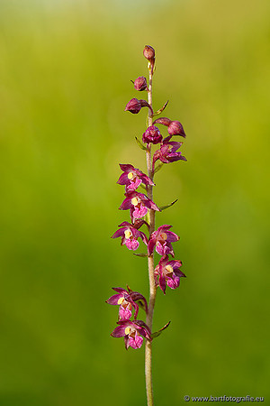 Bruinrode wespenorchis, Epipactis atrorubens, België, Bart Fotografie-003