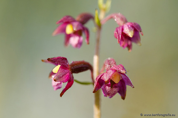 Bruinrode wespenorchis, Epipactis atrorubens, België, Bart Fotografie-005
