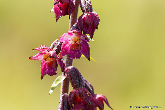 Bruinrode wespenorchis, Epipactis atrorubens, België, Bart Fotografie-006