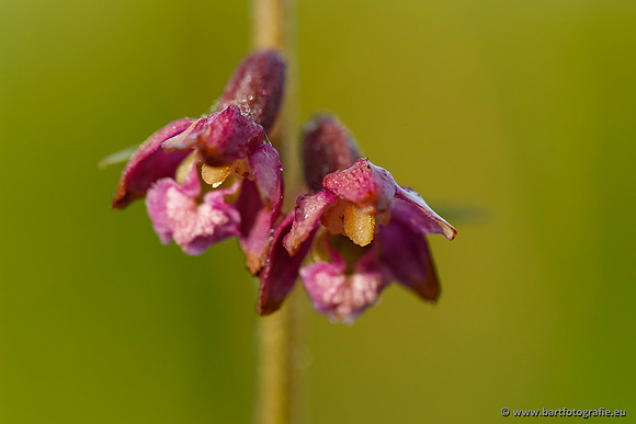 Bruinrode wespenorchis, Epipactis atrorubens, België, Bart Fotografie-007