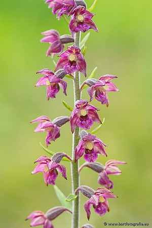 Bruinrode wespenorchis, Epipactis atrorubens, België, Bart Fotografie-009