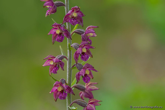 Bruinrode wespenorchis, Epipactis atrorubens, België, Bart Fotografie-010