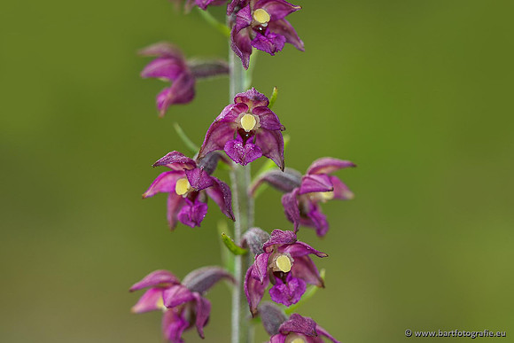 Bruinrode wespenorchis, Epipactis atrorubens, België, Bart Fotografie-011