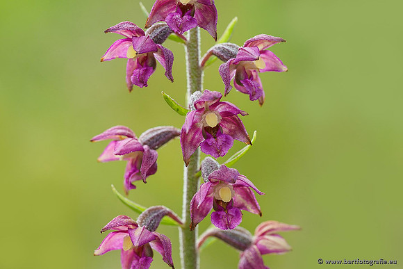 Bruinrode wespenorchis, Epipactis atrorubens, België, Bart Fotografie-012
