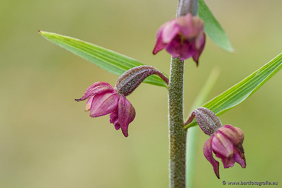 Bruinrode wespenorchis, Epipactis atrorubens, België, Bart Fotografie-013
