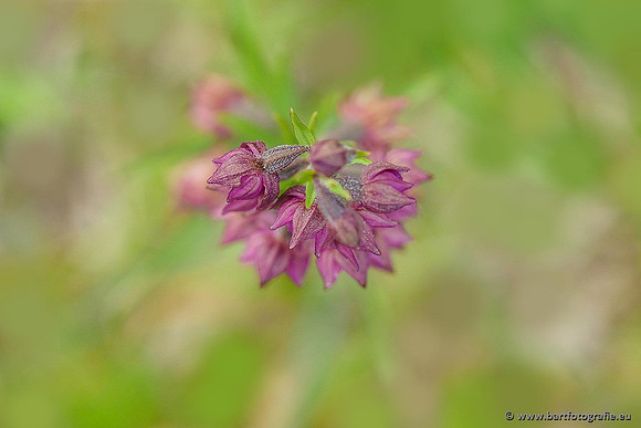 Bruinrode wespenorchis, Epipactis atrorubens, België, Bart Fotografie-014