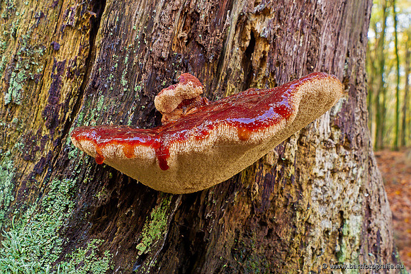 Paddenstoelen 2024-069