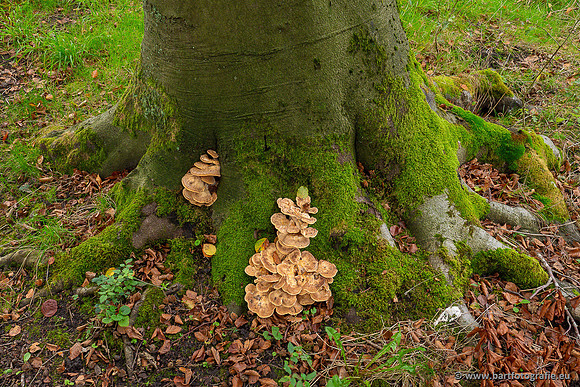 Paddenstoelen 2024-021