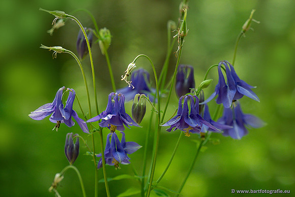 Bloemen en Planten Bart Fotografie-1397