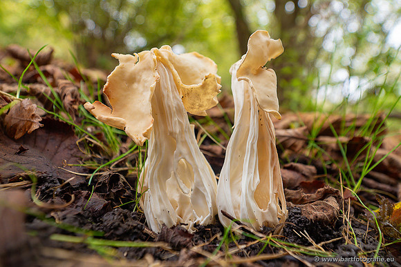 Paddenstoelen 2024-101
