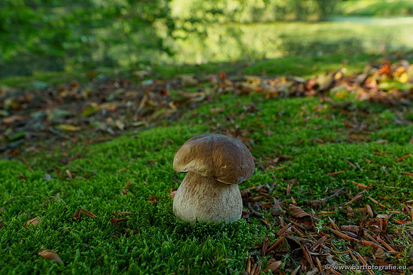 Paddenstoelen 2020 Bart Fotografie-003
