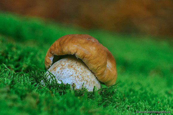 Paddenstoelen 2020 Bart Fotografie-005