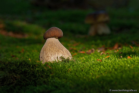 Paddenstoelen 2020 Bart Fotografie-004