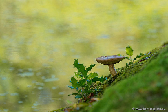 Paddenstoelen 2020 Bart Fotografie-006