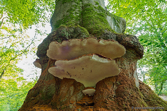 Paddenstoelen 2020 Bart Fotografie-008