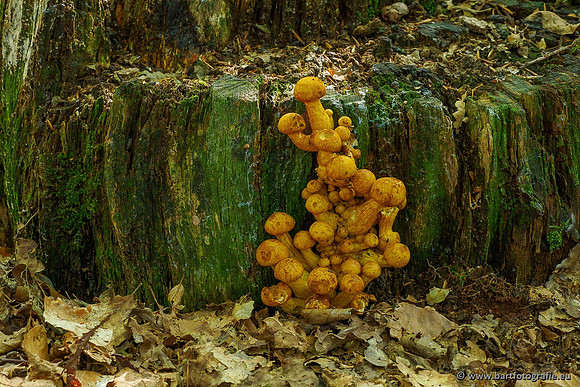 Paddenstoelen 2020 Bart Fotografie-009